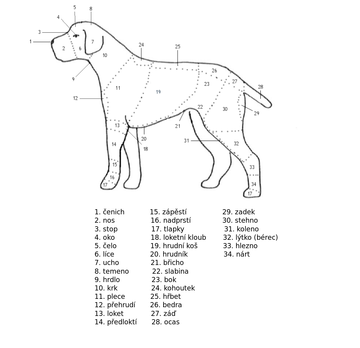 1200px-Tělo_psa_(česky).svg